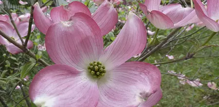 Taschentuchbaum und Blumen-Hartriegel