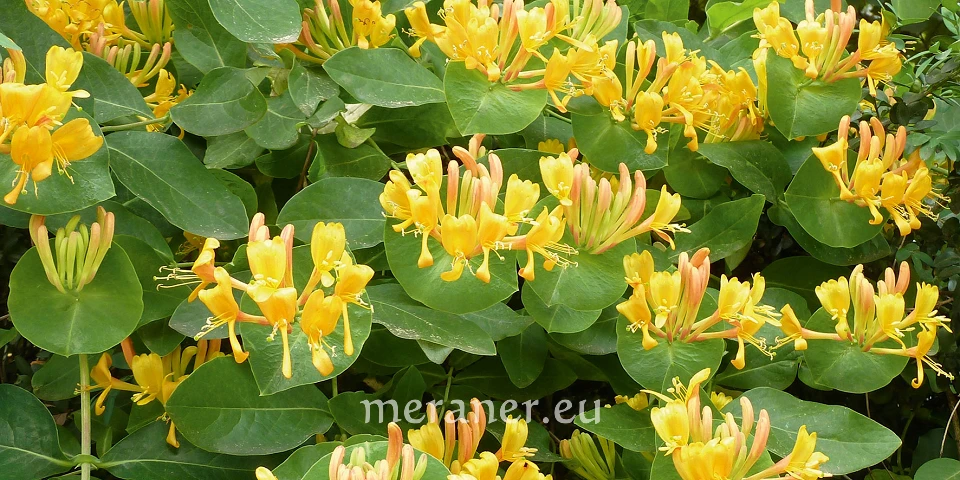 Geiblatt und Heckenkirsche / Botanischer Spaziergang / Meraner  Stadtanzeiger / die Zeitung fr Meran in Sdtirol / Magazin, Wochenzeitung,  Wochenblatt, Bezirkszeitung