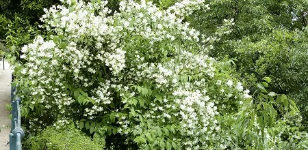 Der Europäische Pfeifenstrauch ist der falsche Jasmin
