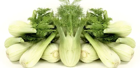 Fenchel
