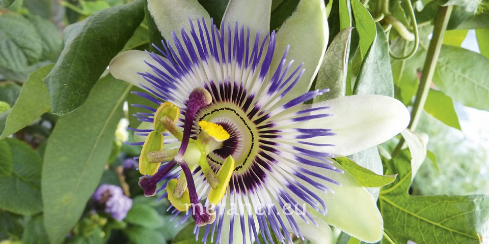 Die Blaue Passionsblume / Botanischer Spaziergang / Meraner Stadtanzeiger /  die Zeitung fr Meran in Sdtirol / Magazin, Wochenzeitung, Wochenblatt,  Bezirkszeitung
