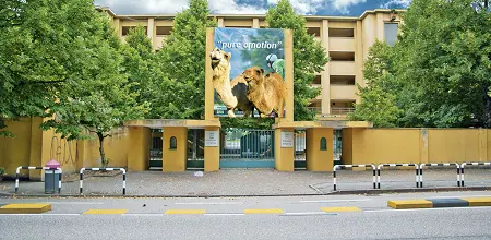 Kamelrennen - große Höcker sind gut fürs Geschäft!  