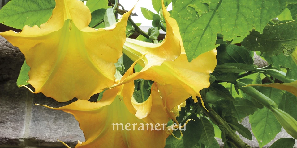 Die Engelstrompeten / Botanischer Spaziergang / Meraner Stadtanzeiger / die  Zeitung fr Meran in Sdtirol / Magazin, Wochenzeitung, Wochenblatt,  Bezirkszeitung