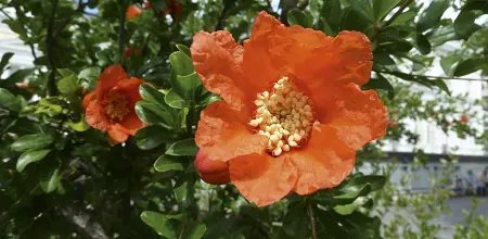 Granatapfelbaum