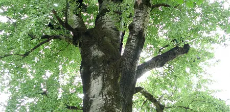 Die Pappeln in den Parkanlagen von Meran 