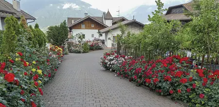 Der „Rosenkönig“ von Schenna
