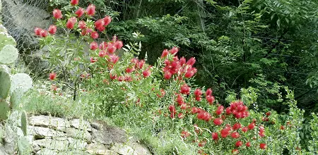 Exoten mit faszinierenden Blüten