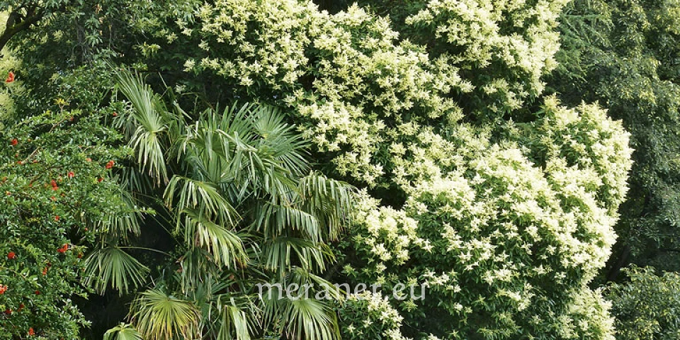 Glnzender Liguster / Botanischer Spaziergang / Meraner Stadtanzeiger / die  Zeitung fr Meran in Sdtirol / Magazin, Wochenzeitung, Wochenblatt,  Bezirkszeitung