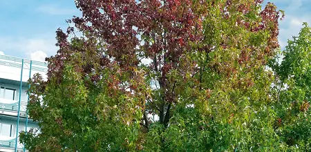 Amberbaum