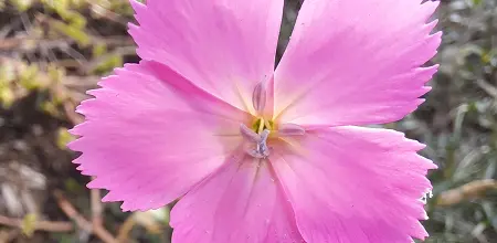 Die Nelke - „Blume des Zeus“