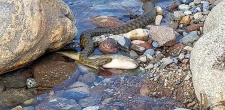 Schlangen in Südtirol