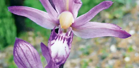 Dingelorchis, Violetter Dingel