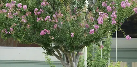 Indische Lagerströmie, Affenrutschbaum