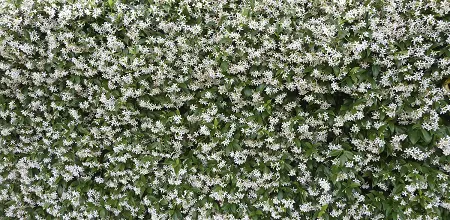 Der Sternjasmin