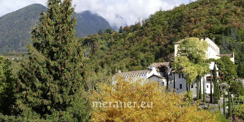 Der Lebensbaum / Botanischer Spaziergang / Meraner Stadtanzeiger / die  Zeitung fr Meran in Sdtirol / Magazin, Wochenzeitung, Wochenblatt,  Bezirkszeitung
