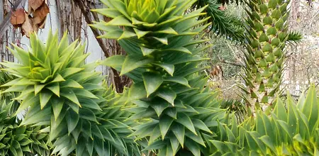 Chilenische Araukarie