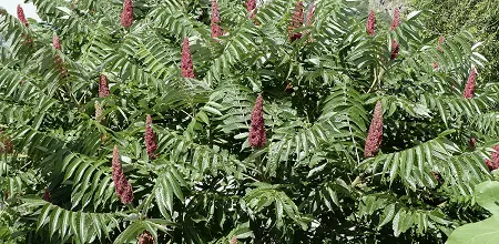 Der Essigbaum