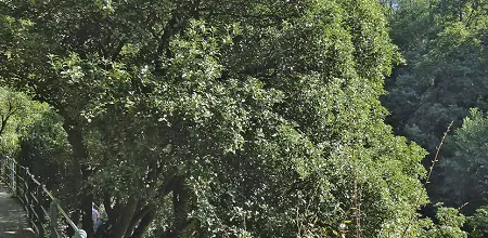 Duftblüte, Duftender Ölbaum