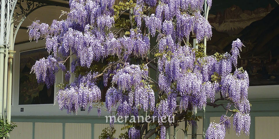 Glyzine, Blauregen / Botanischer Spaziergang / Meraner Stadtanzeiger / die  Zeitung fr Meran in Sdtirol / Magazin, Wochenzeitung, Wochenblatt,  Bezirkszeitung