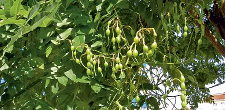 Japanischer Schnurbaum