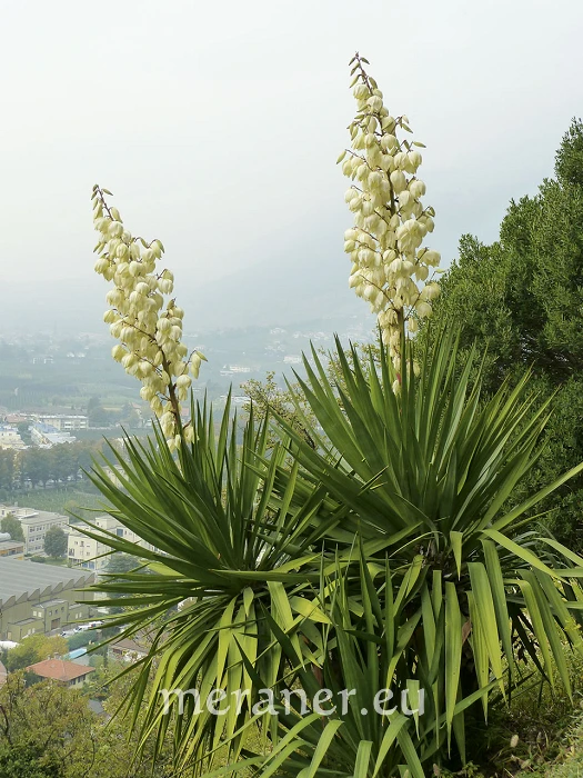 sansevieria kirkii var. pulchra Sansevieria kirkii brown variegated – Succulentasia