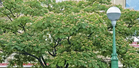 Seidenbaum, Seidenakazie, Schlafbaum