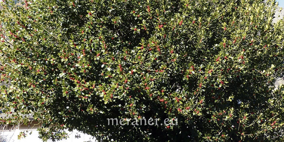 Stechpalme / Botanischer Spaziergang / Meraner Stadtanzeiger / die Zeitung  fr Meran in Sdtirol / Magazin, Wochenzeitung, Wochenblatt, Bezirkszeitung