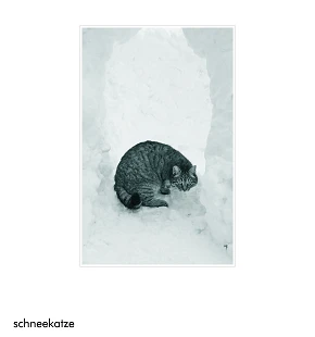Schneekatze